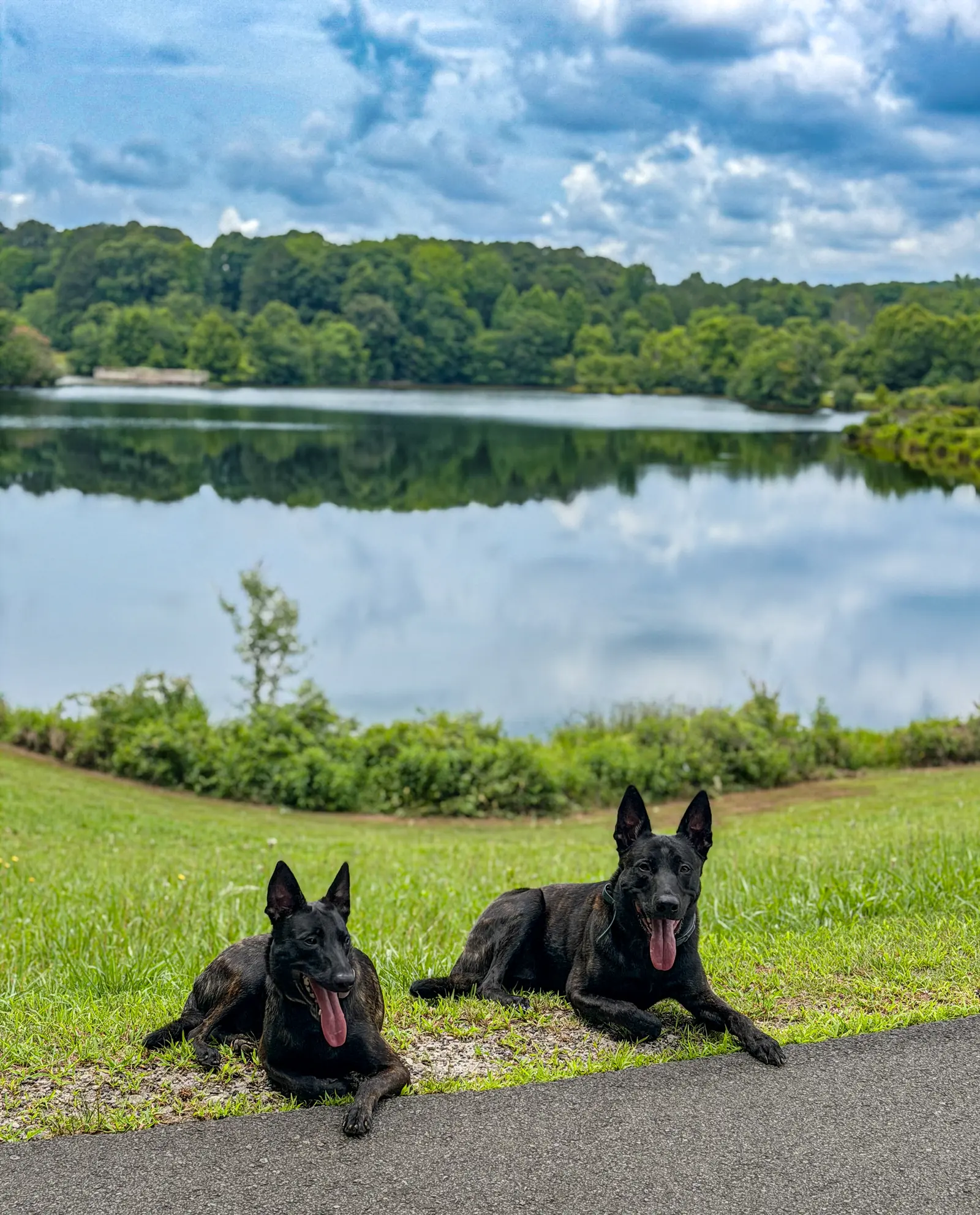 Basic obedience training at Georgia Doggy Dojo 5